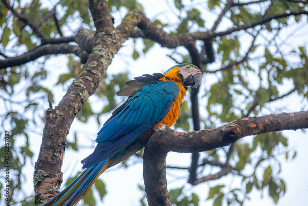 Obraz premium Wild tropical Brazilian Blue and Yellow Macaw. Blue and Yellow Macaw (Ara ararauna) 