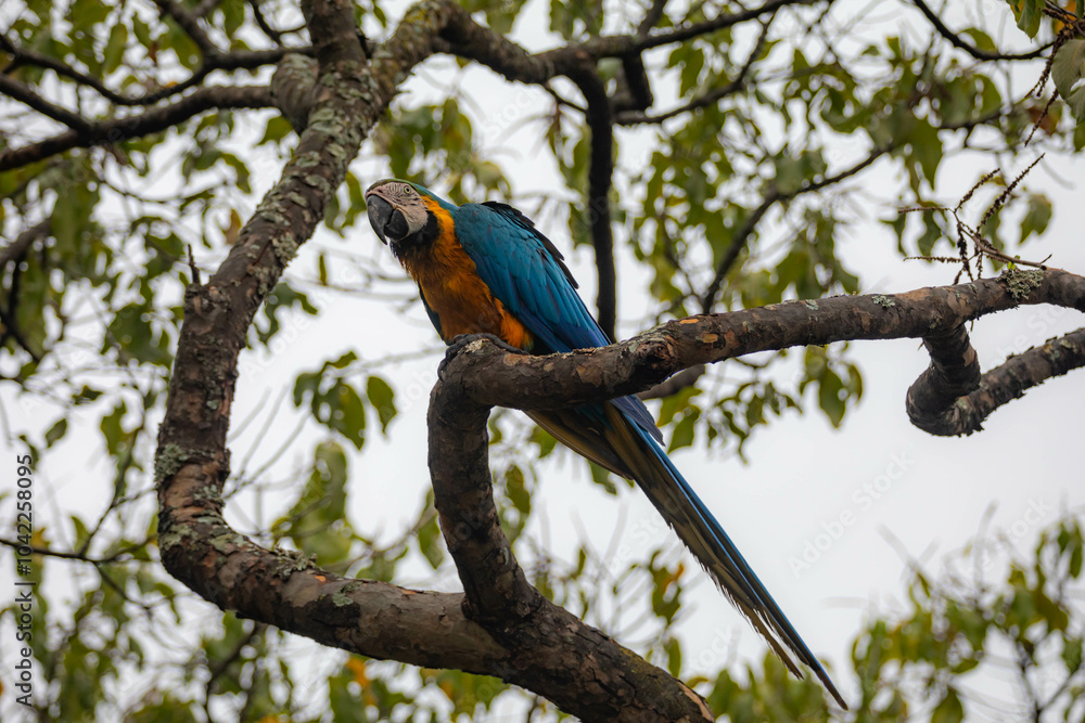 Obraz premium Wild tropical Brazilian Blue and Yellow Macaw. Blue and Yellow Macaw (Ara ararauna) 