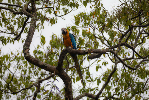 Wild tropical Brazilian Blue and Yellow Macaw. Blue and Yellow Macaw (Ara ararauna) 