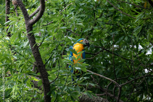 Wild tropical Brazilian Blue and Yellow Macaw. Blue and Yellow Macaw (Ara ararauna)  photo