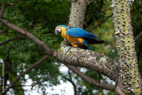 Wild tropical Brazilian Blue and Yellow Macaw. Blue and Yellow Macaw (Ara ararauna)  photo