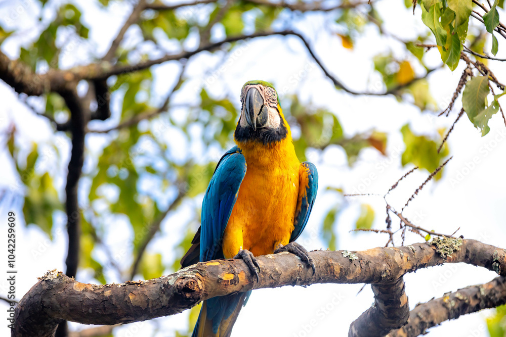 Wild tropical Brazilian Blue and Yellow Macaw. Blue and Yellow Macaw (Ara ararauna) Wild tropical Brazilian Blue and Yellow Macaw. Blue and Yellow Macaw (Ara ararauna)