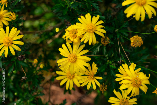 margaridas amarelas com folhas photo