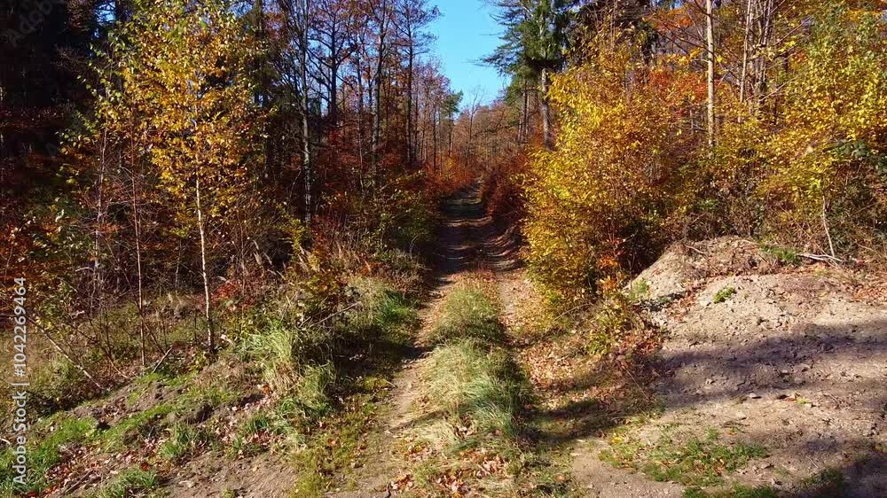 A tranquil forest path during autumn lined with trees showcasing vibrant fall colors. the scene highlights a peaceful natural setting, ideal for outdoor enthusiasts and nature photography. A tranquil forest path during autumn lined with trees showcasing vibrant fall colors. the scene highlights a peaceful natural setting, ideal for outdoor enthusiasts and nature photography.