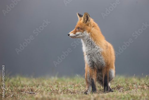 Lis rudy, lis pospolity (Vulpes vulpes) photo