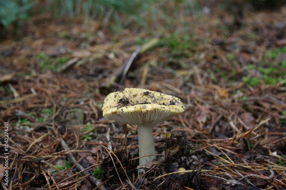 Fototapeta premium Mushroom forest