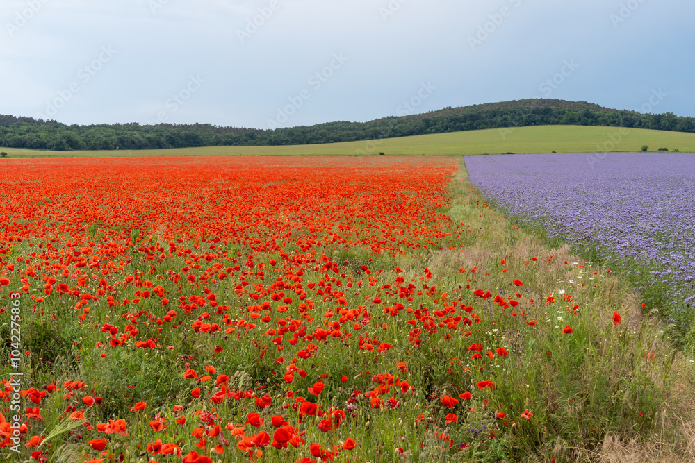 A meeting of a field of red poppies blooming in summer and purple lacy phacelia flowers A meeting of a field of red poppies blooming in summer and purple lacy phacelia flowers