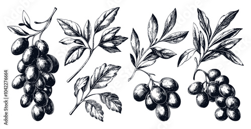 Hand Drawn Olives Leaves Bunches Vintage Retro Engraving Style Traditional Botanical Art Perfect For Use In Culinary Designs Natural Product Labels And Artisan Branding