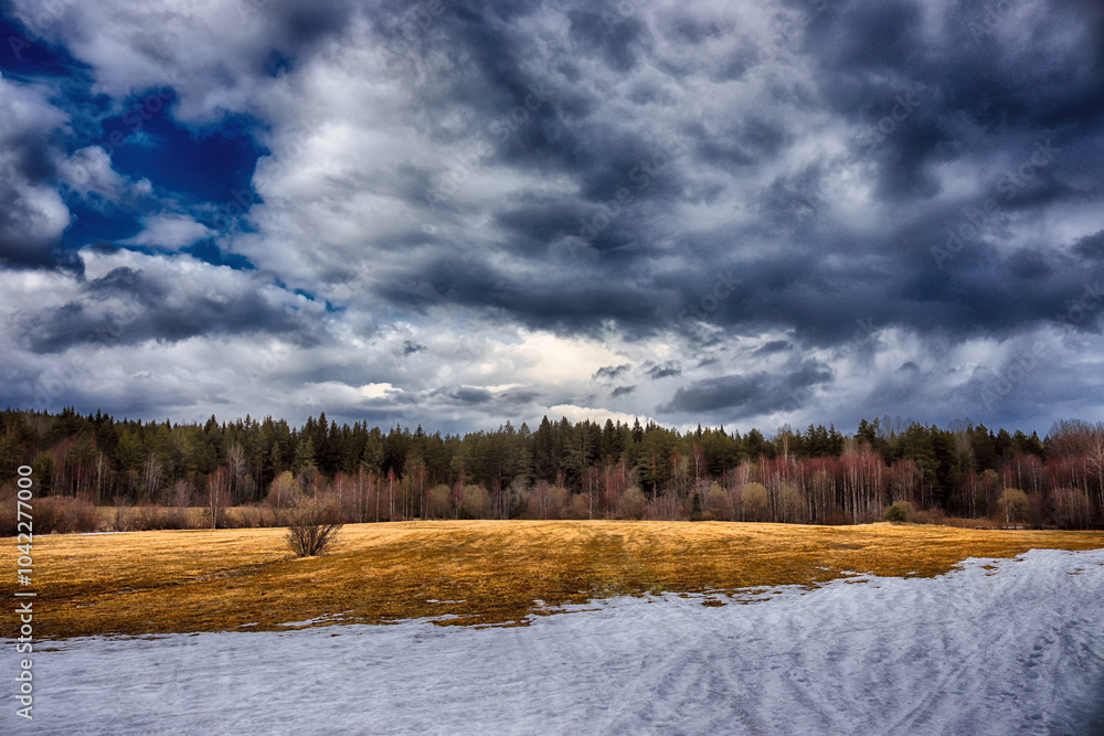 Obraz premium forest in the winter