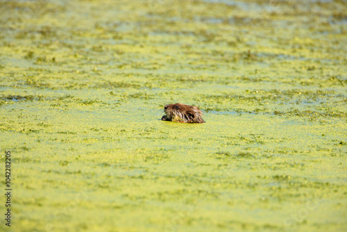 Muskrat feeding, surrounded by floating duckweed while partially submerged, on a mid-August morning in the Horicon National Wildlife Refuge, Wisconsin photo