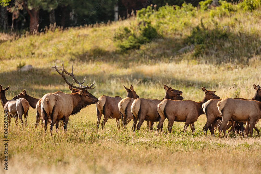 Bull elk watches over his harem in late August early evening light in Horseshoe Park, Rocky Mountain National Park, Colorado. Bull elk watches over his harem in late August early evening light in Horseshoe Park, Rocky Mountain National Park, Colorado.