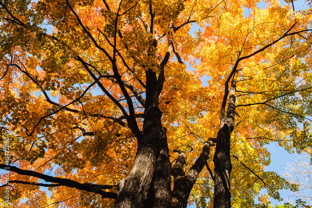 Fototapeta premium Reaching skyward, the autumn gold of the maple canopy contrast against the morning blue sky at the Pike Lake Unit, Kettle Moraine State Forest, Wisconsin