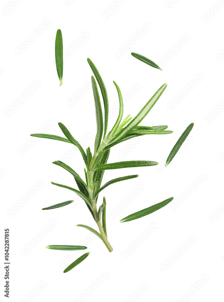 Obraz premium Fresh green rosemary in air on white background