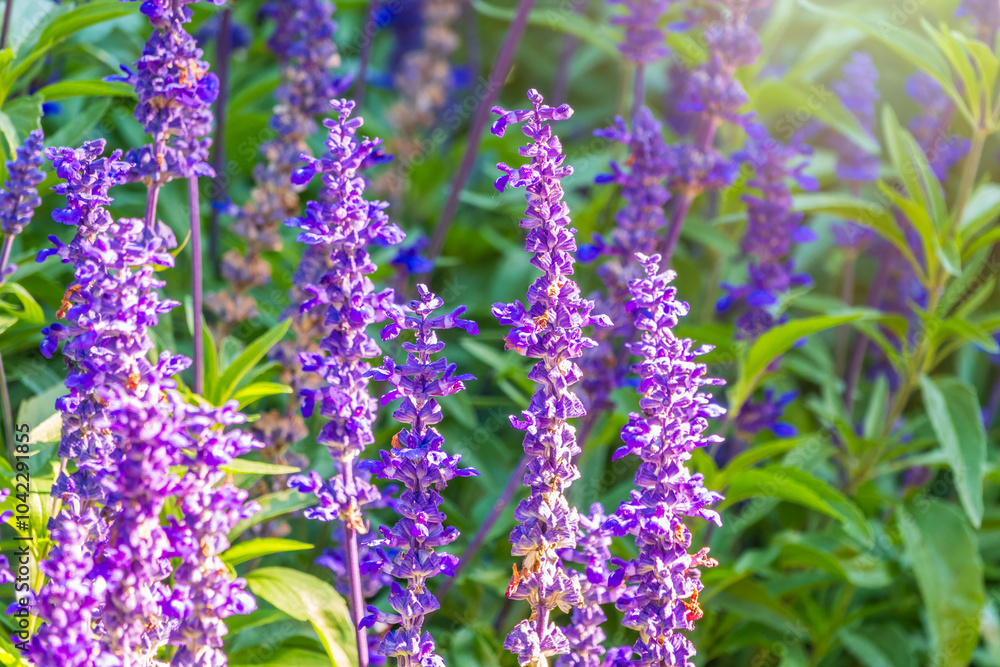 Obraz premium Blue Salvia farinacea flowers, or Mealy Cup Sage on green background, close-up.