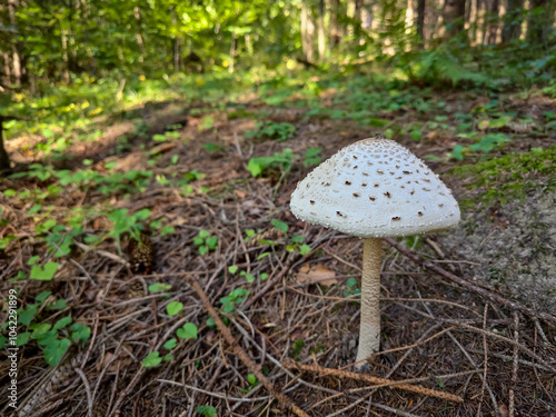 Foto Macrolepiota procera