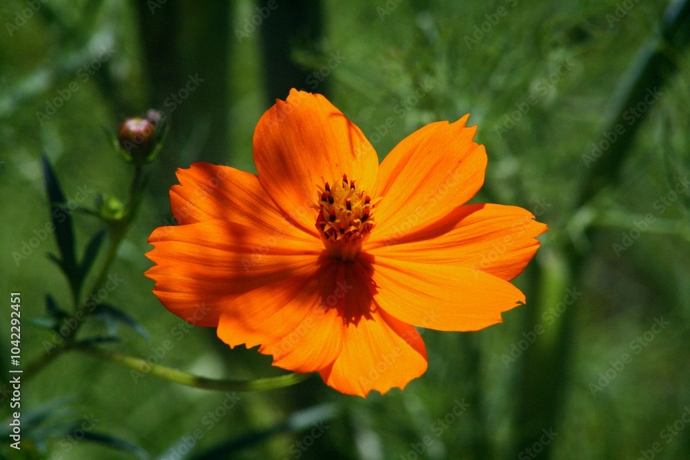 orange flower in the garden orange flower in the garden