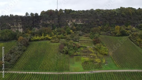 Aerial view on terraced vineyards, harvest in October above Nittel, Rhineland-Palatinate, Germany with views across the Moselle River and the vineyard hills of Luxembourg near Grevenmacher, wine route