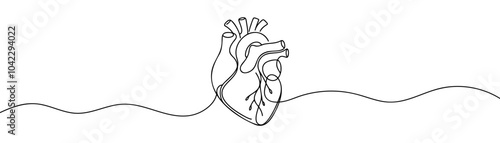 human heart internal organ in continuous line drawing. thin line illustration minimalism style