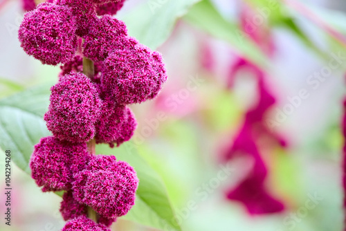 Amaranthus caudatus or Amaranthus edulis, mantegazzianus annual flowering plant. Names such as love lies bleeding, pendant amaranth, tassel flower, velvet flower, foxtail amaranth quelite. photo