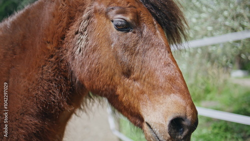 Portrait horse chewing grass on green nature. Adorable stallion grazing park