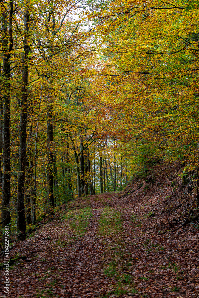 Fototapeta premium A Serene Autumn Forest Pathway Adorned with Beautiful Colorful Leaves Under the Sunlight