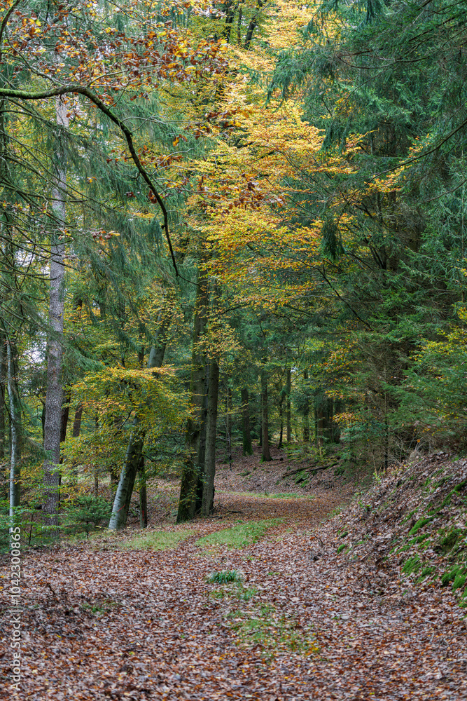 A Serene Autumn Forest Pathway Adorned with Beautiful Colorful Leaves Under the Sunlight A Serene Autumn Forest Pathway Adorned with Beautiful Colorful Leaves Under the Sunlight