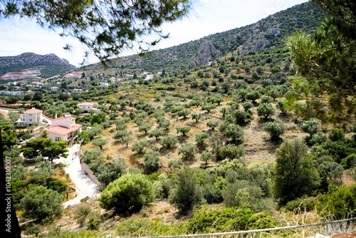 Panoramic view of the olive groves on the hills surrounding Mycenae, the old fortress of the ancient Greeks