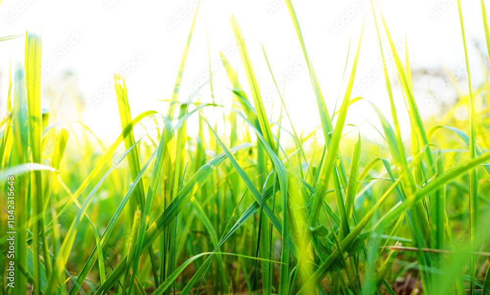 Fototapeta premium Grass on sunset background. Green grass background, texture. Grass close up. Green field in the sun rays close-up. Farm field Space for text, designer pattern.