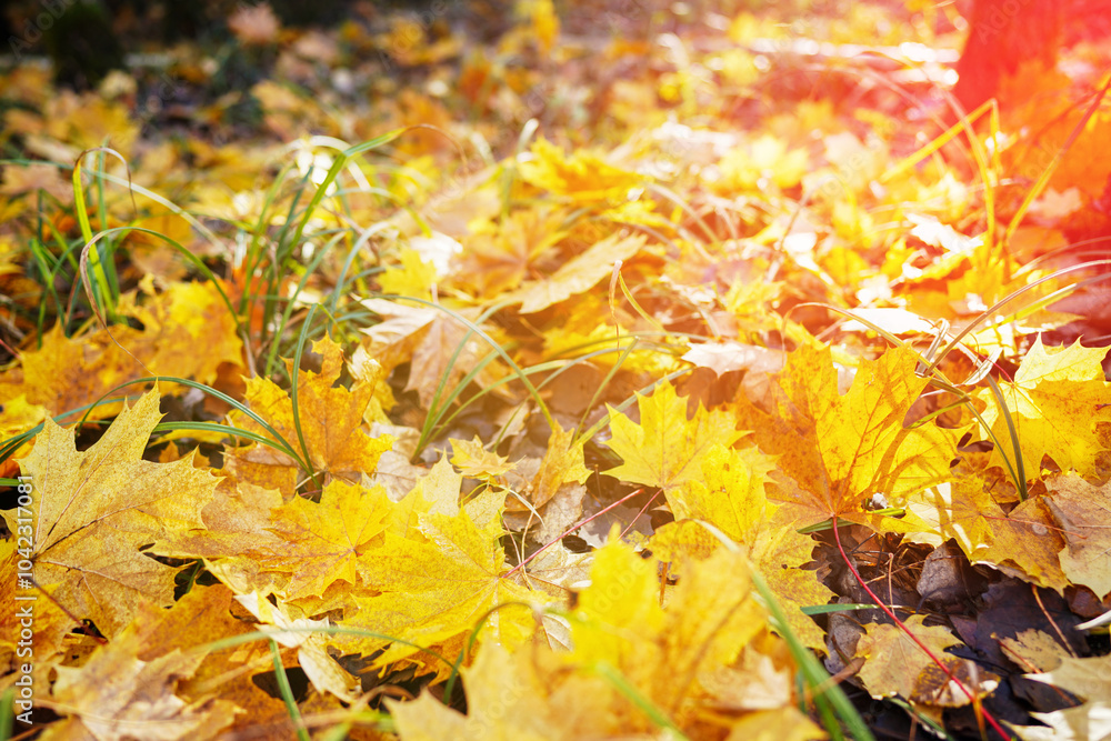 Fallen yellow leaves on ground. Autumn background. Yellow maple leaves fallen from trees on the ground in park. Golden Autumn season. Yellow maple leaves background. fallen leaves in october. Fallen yellow leaves on ground. Autumn background. Yellow maple leaves fallen from trees on the ground in park. Golden Autumn season. Yellow maple leaves background. fallen leaves in october.