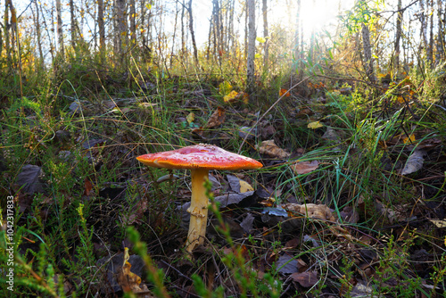 Amanita mushroom in forest. Fly agaric with red cap. Red mushroom amanita toxic, also called panther cap. False blusher amanita mushroom in the forest against background of green vegetation. photo