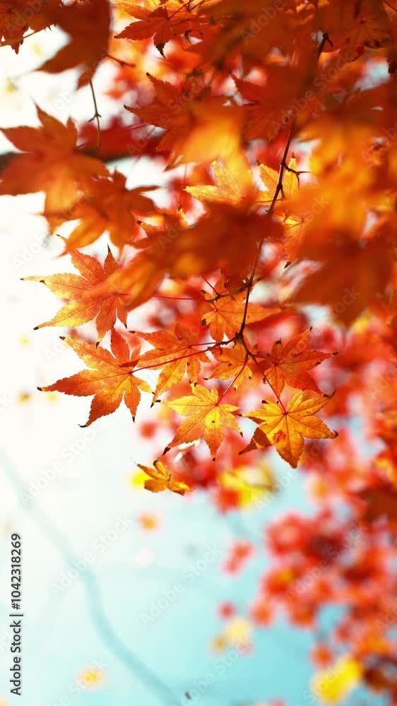 Super Slow Motion of Autumn Orange Maple Leaves Wavering and Falling Down . Filmed on High Speed Cinema Camera , 1000 fps . Beautiful Autumn Moody Colored Background , vertical . Super Slow Motion of Autumn Orange Maple Leaves Wavering and Falling Down . Filmed on High Speed Cinema Camera , 1000 fps . Beautiful Autumn Moody Colored Background , vertical .
