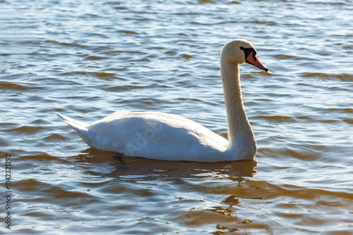 white young swans in lake with blue dark background photo