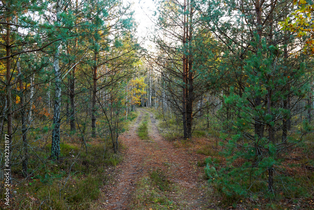 Forest road on sunset. Dirt road inside the forest through pine trees with green foliage. Road inside the forest in wild. Off-road. Forest road on sunset. Dirt road inside the forest through pine trees with green foliage. Road inside the forest in wild. Off-road.