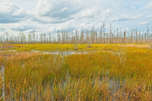 Marshland Grasses In Front of a Cyress Stand photo