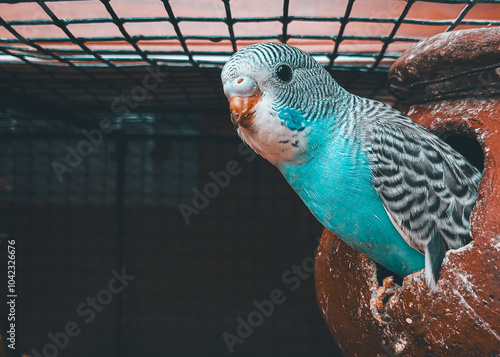 This little blue beauty is living life in the fast lane! A burst of color in its earthy home.