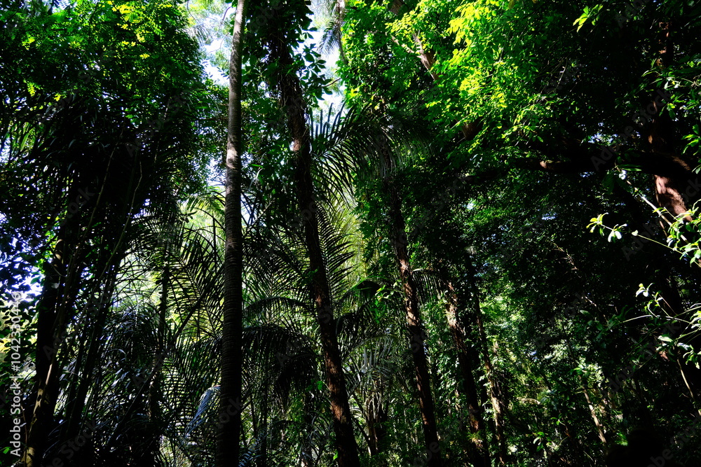 Obraz premium Forêt tropicale