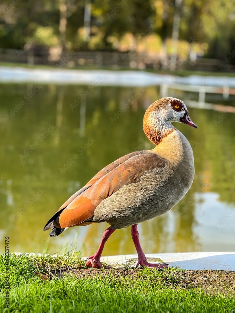 Obraz premium egyptian goose standing by pond in park
