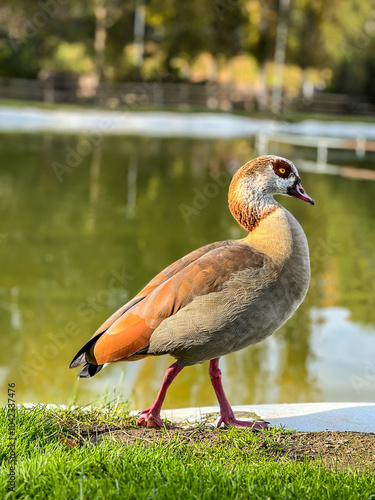 egyptian goose standing by pond in park photo