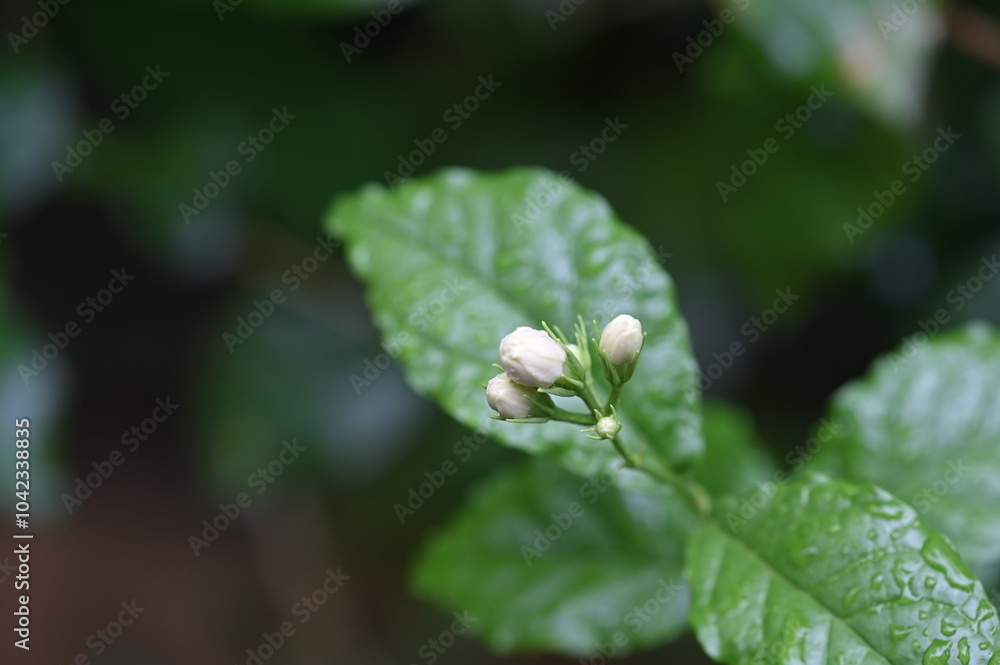 water drops on the nature leaf wet plant dew rain saber the plants water drops on the nature leaf wet plant dew rain saber the plants