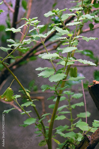 Myrrh is a medicinal plant of the species Commiphora myrrha, also known as Arabic myrrh. image photo