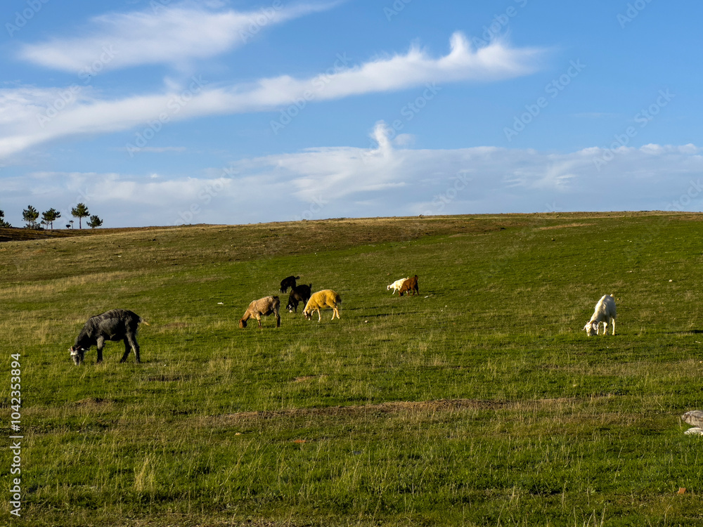 Obraz premium grazing of small cattle on pasture