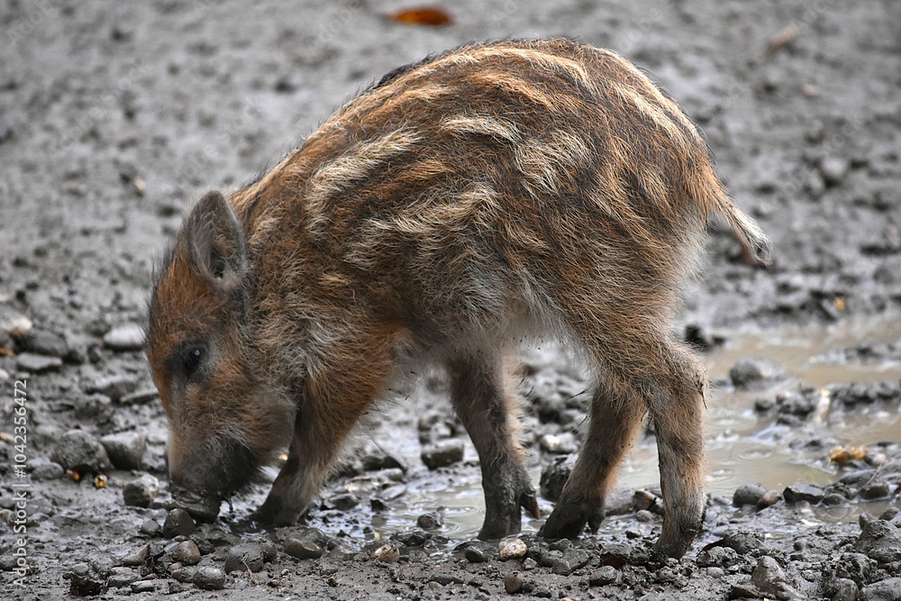 a small striped wild boar piglet stands in the mud a small striped wild boar piglet stands in the mud