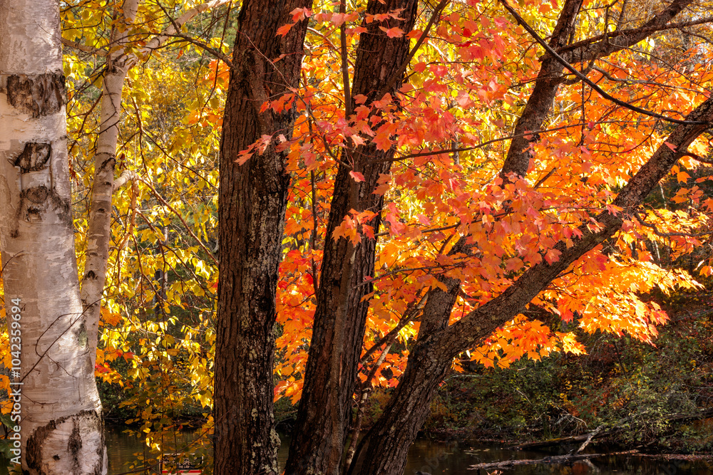 Maple leaves, changing colors, flutter in the wind on the shoreline of the Manitowish River near Boulder Jucntion, Wisconsin in mid-October Maple leaves, changing colors, flutter in the wind on the shoreline of the Manitowish River near Boulder Jucntion, Wisconsin in mid-October
