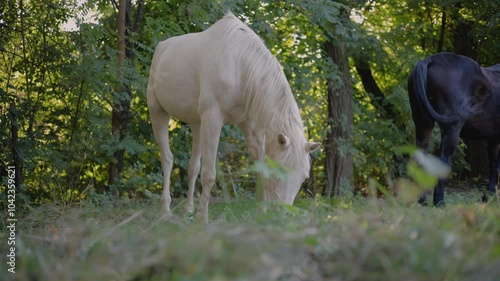 Hungry mustang horse.Black and white horse eating grass in the forest.Close-up of two beautiful dappled gray horses grazing in the pasture. Two horses eat the succulent grass with appetite.