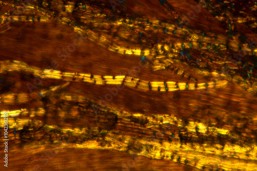 Hair fibers of the calyptra of an Orthotrichum moss. photo