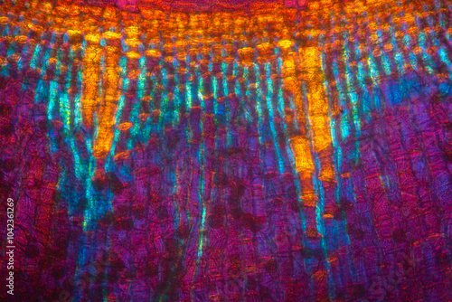 Abstract micrograph of a moss capsule with polarization at 200x.