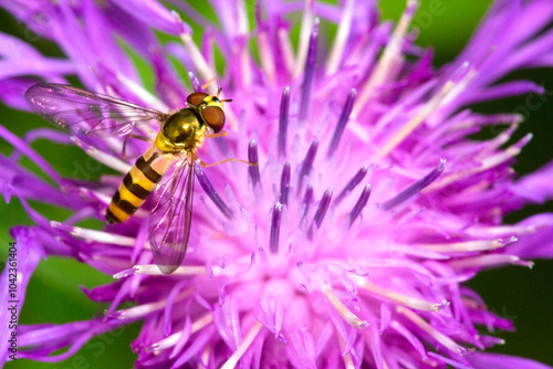 Hover fly foraging on a knapweed flower in New Hampshire.