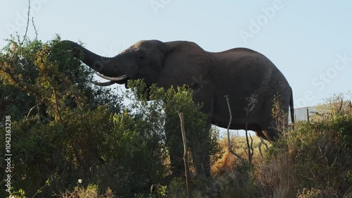 An adult elephant stands by a tree and eats green leaves from it at sunset. Wildlife of South Africa in Addo National park