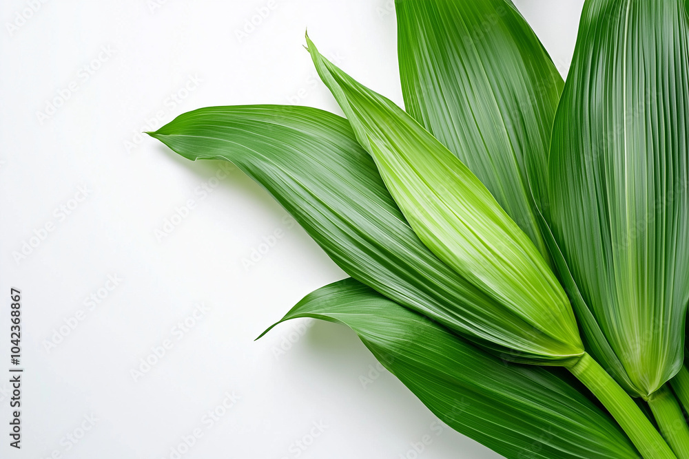 Obraz premium green leafes on white