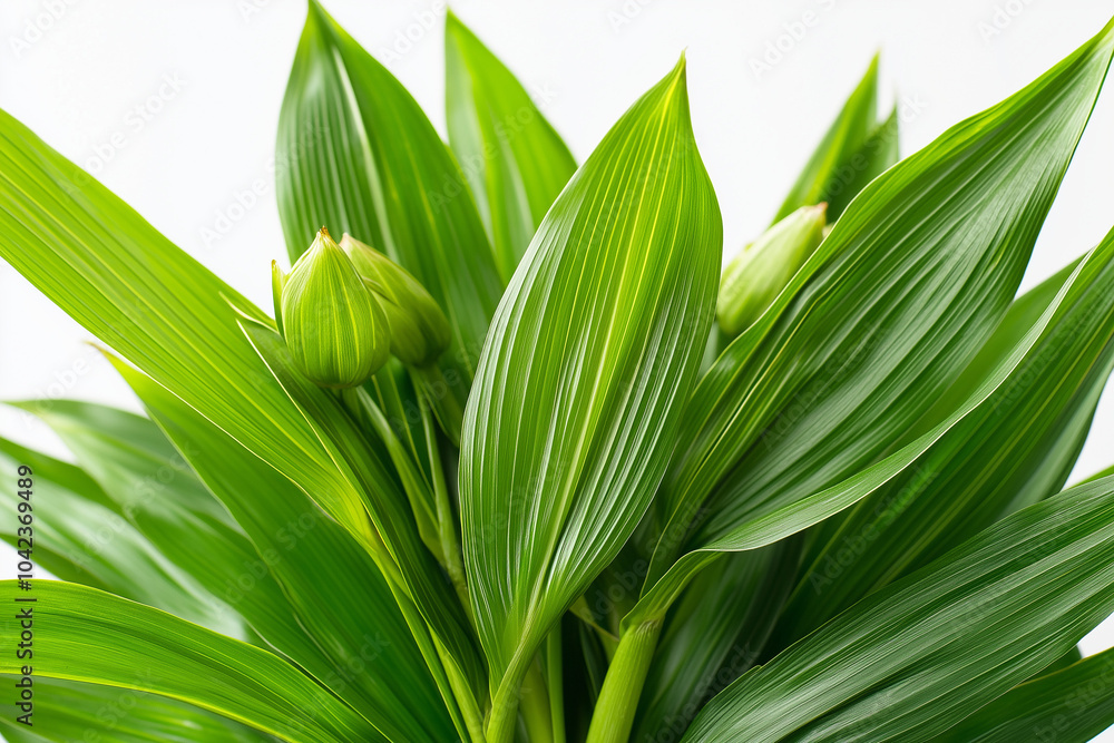 Obraz premium green leafes on white